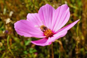 蜜蜂養殖成本和利潤